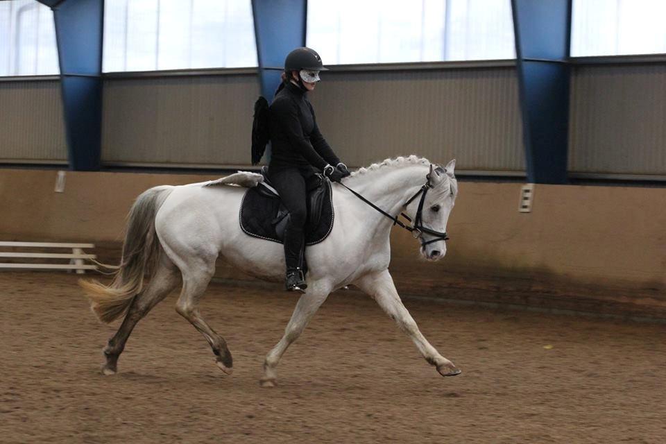 Pinto Chanel - udklædnings stævne på Rind LA1 1. plads billede 3