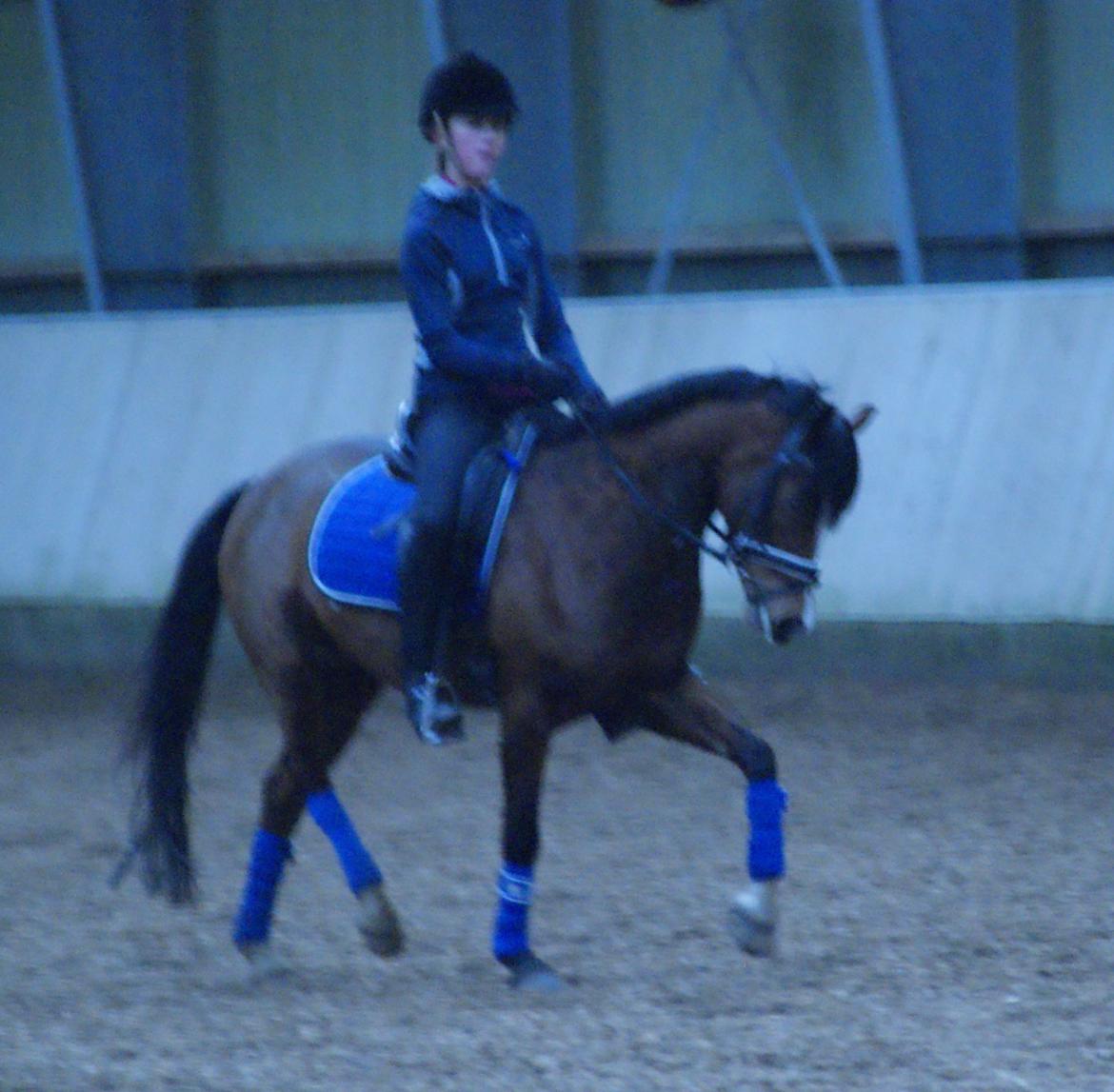 Welsh Partbred (Sec F) Katrinebjergs Ronja   A-pony - Marts 2014 - hun bliver så fin og dygtig :-) billede 30