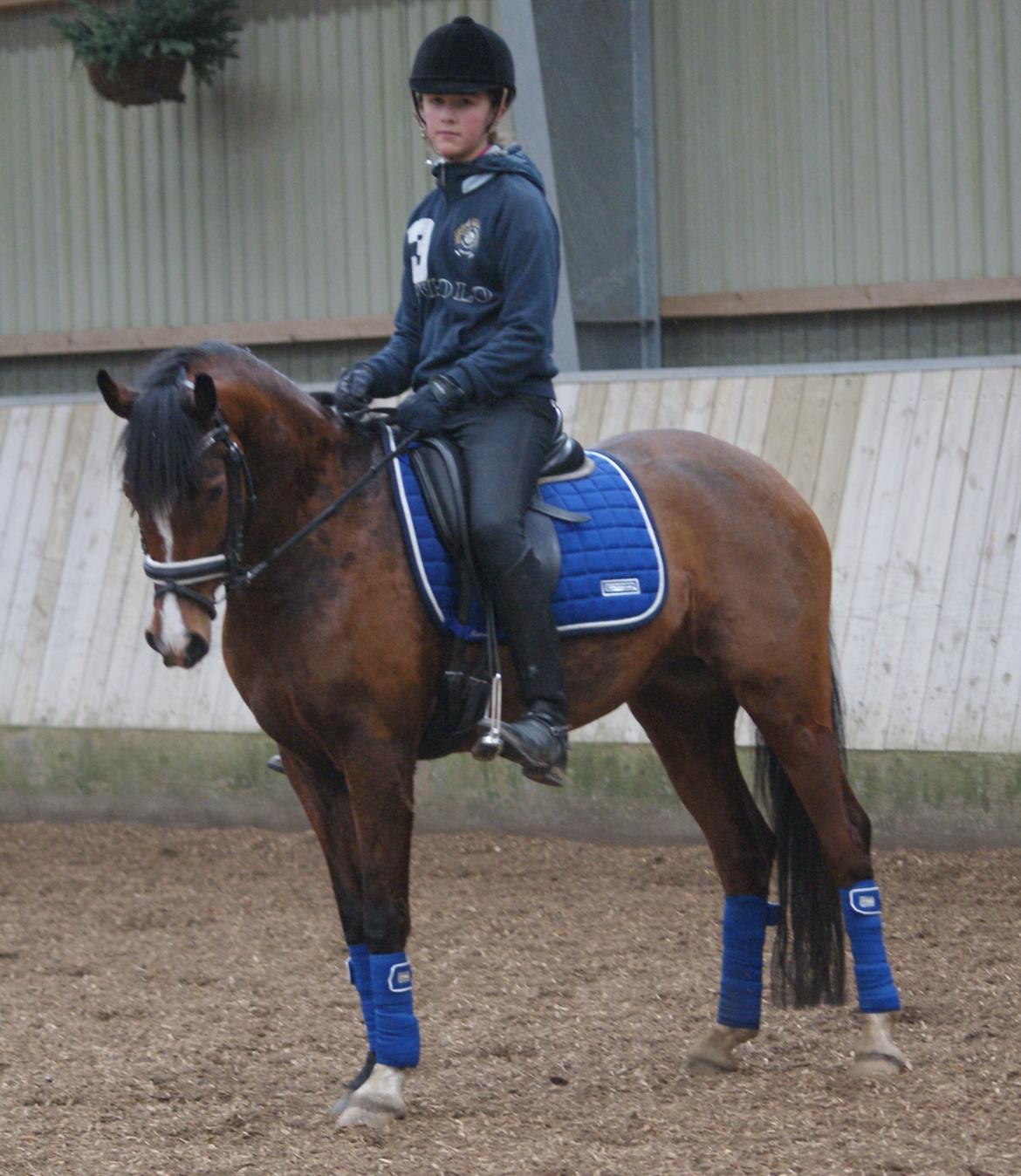 Welsh Partbred (Sec F) Katrinebjergs Ronja   A-pony - Marts 2014 - Ronja...5 år <3 billede 33