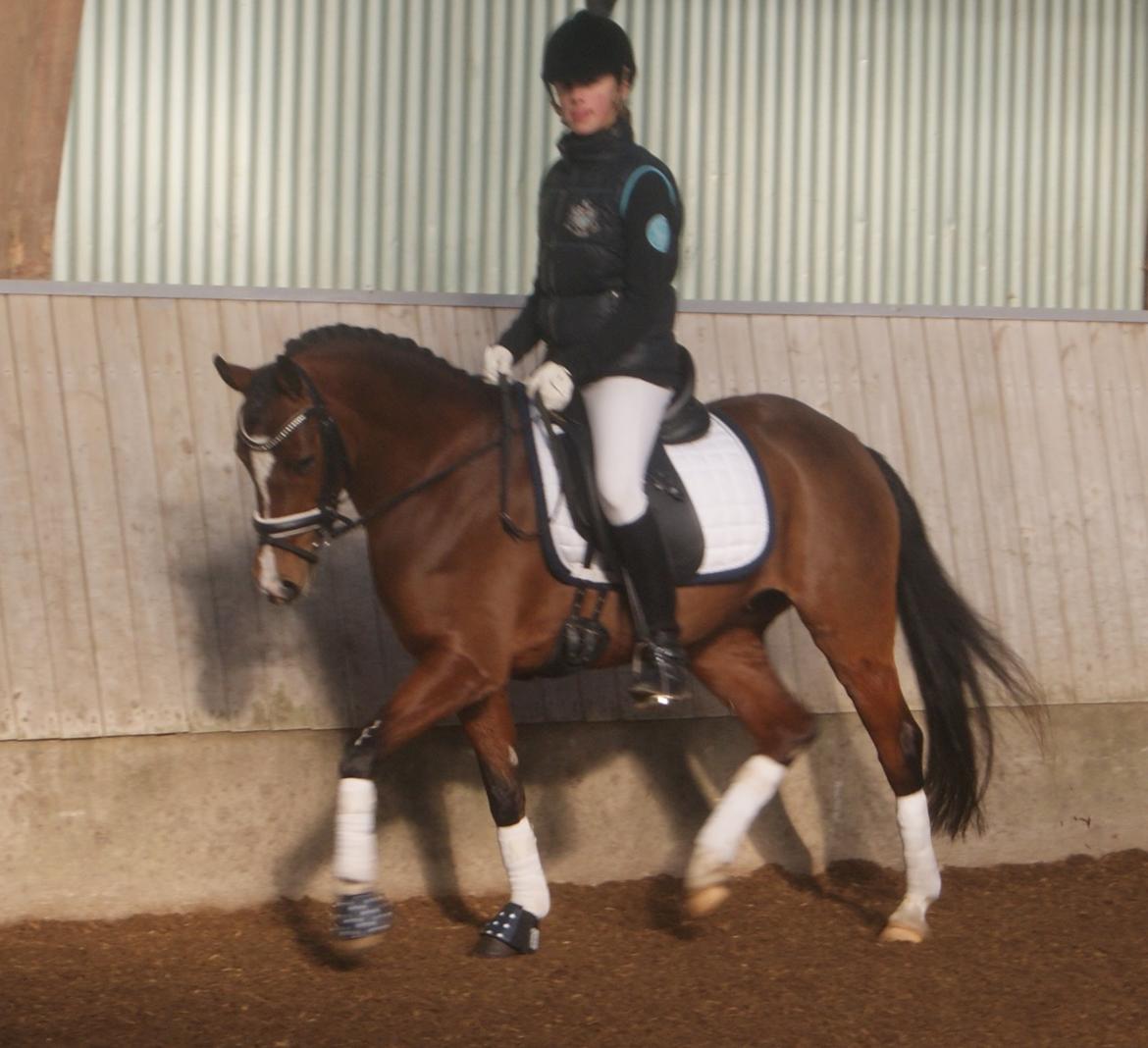 Welsh Partbred (Sec F) Katrinebjergs Ronja   A-pony - 22/3 2014 første stævne på Ronja. MSR klubstævne. To 1. pladser - LD1 71.6% og LD2 73.5% billede 26