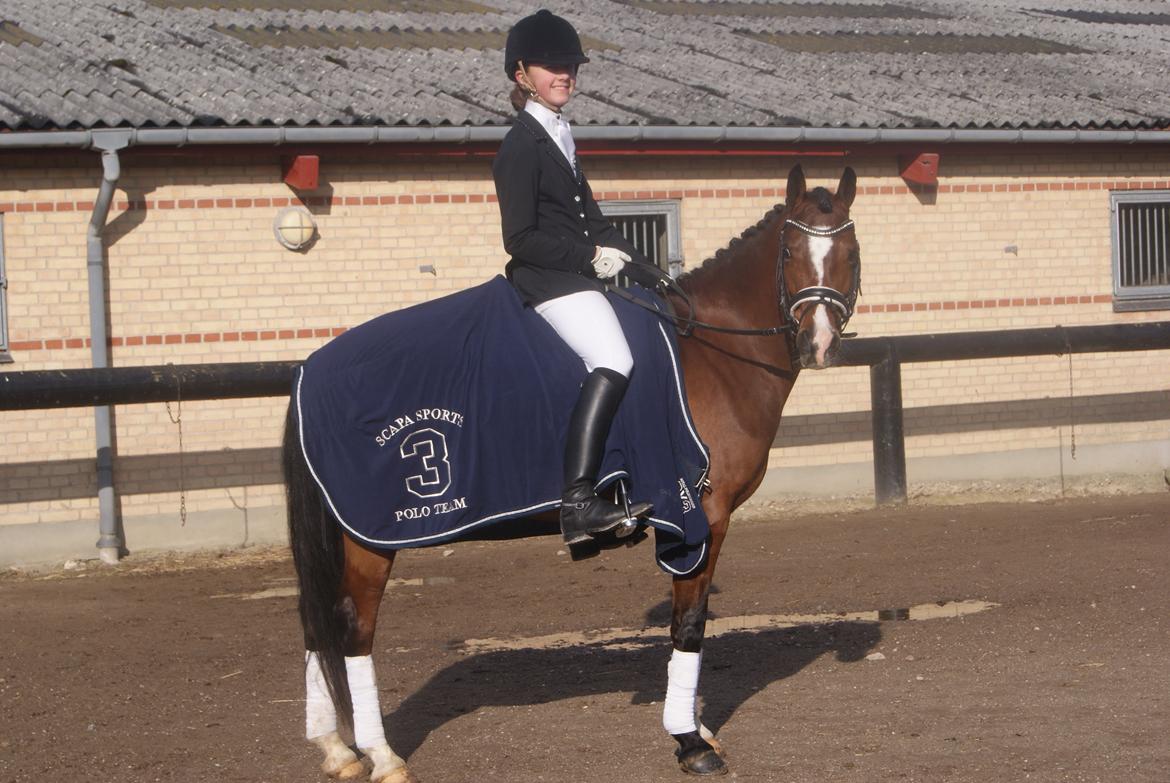 Welsh Partbred (Sec F) Katrinebjergs Ronja   A-pony billede 29