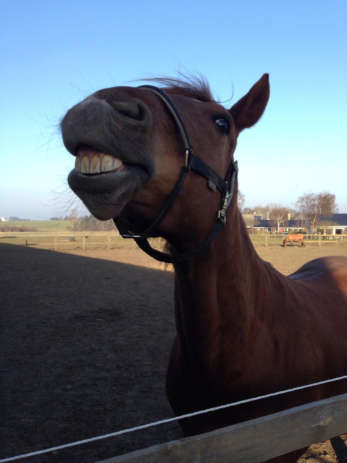 Dansk Varmblod Bakkelunds Cayenne |Caya| - Min hest har det skønneste smil :-D - marts 2014 billede 20