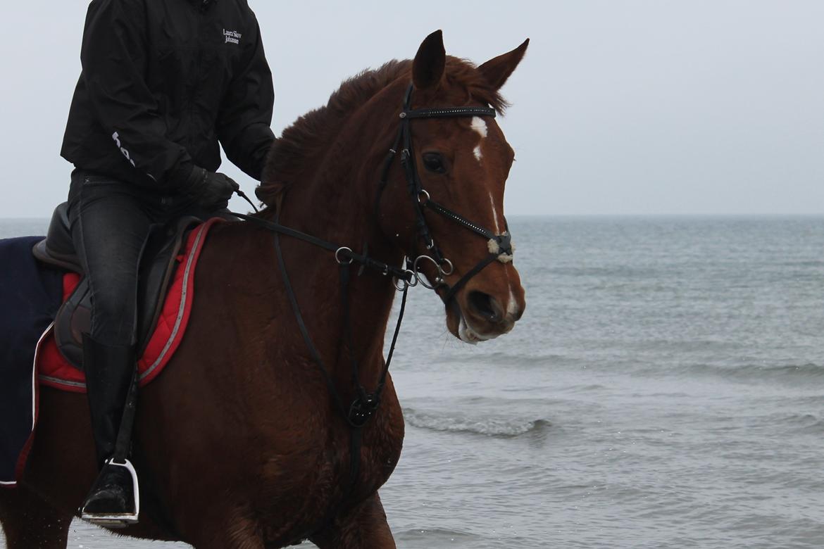 Dansk Varmblod Tonada -Lava billede 14