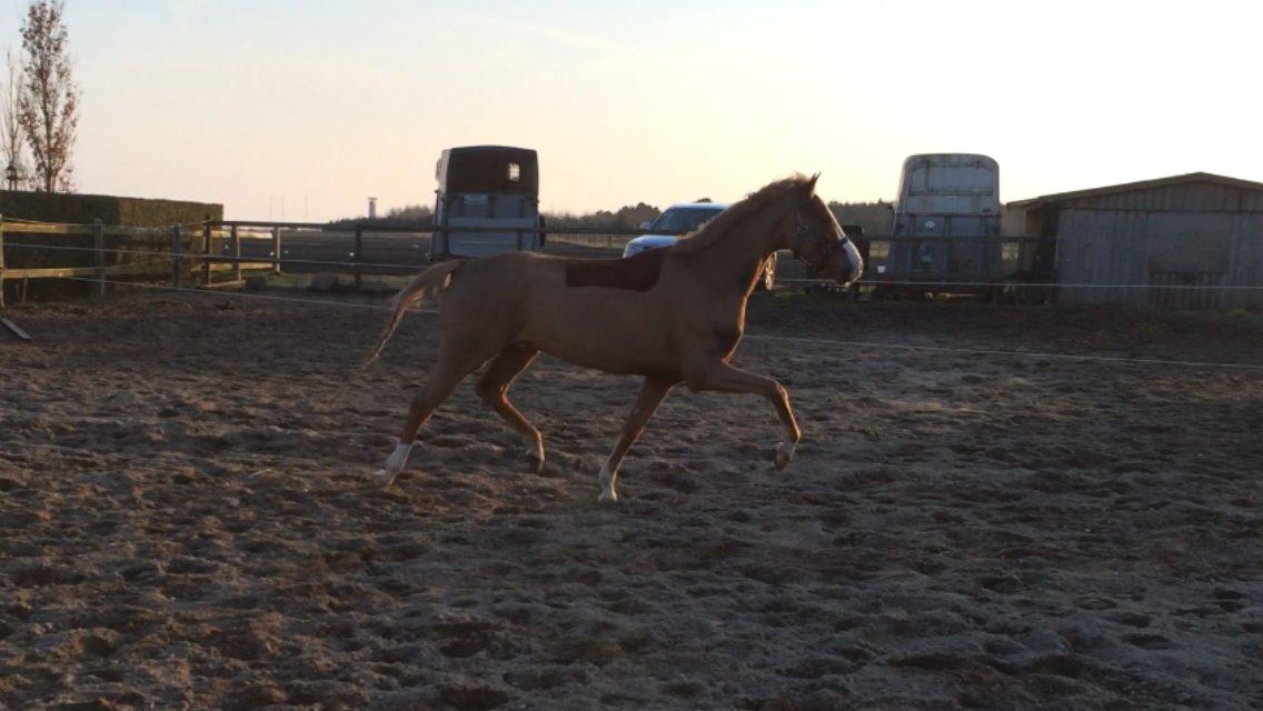 Welsh Partbred (Sec F) Ørsted's Carpaccio billede 6