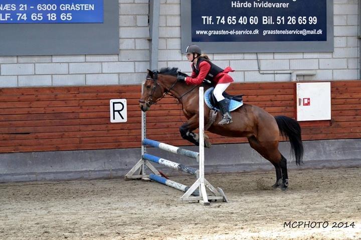Hollandsk Sportspony Melanie's Lady  B-PONY - D. 23.3.2014 Gråsten Rideklub Stævne billede 2