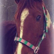 Anden særlig race Bluey 