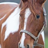 Anden særlig race Bluey 