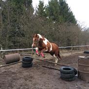 Anden særlig race Bluey 
