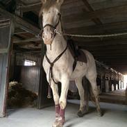 Knabstrupper Villiam af Dutterup