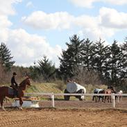 Anden særlig race Casio