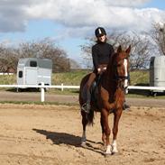 Anden særlig race Casio