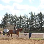 Anden særlig race Casio