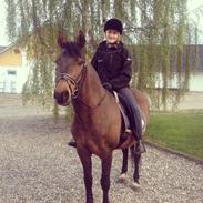 Anden særlig race Attila