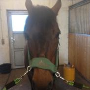 Anden særlig race Attila