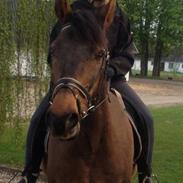 Anden særlig race Attila