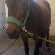 Anden særlig race Attila