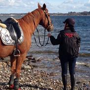 Anden særlig race Fox (Foxi)