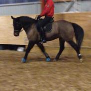 Anden særlig race Victor