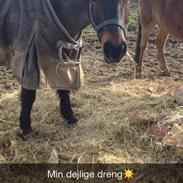 Anden særlig race Victor