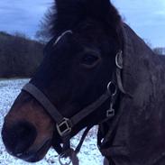 Anden særlig race Victor