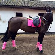 Dansk Varmblod Blade's Cordelia 