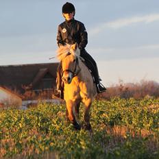 Fjordhest Samantha