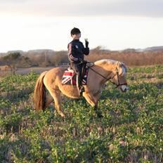 Fjordhest Samantha