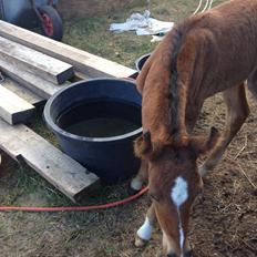 Arabisk fuldblod (OX) Sir Caspian Geza R I Pox