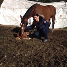 Arabisk fuldblod (OX) Sir Caspian Geza R I Pox