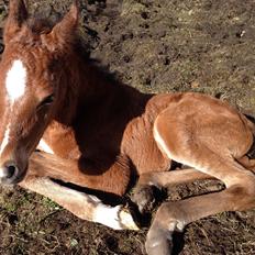 Arabisk fuldblod (OX) Sir Caspian Geza R I Pox