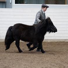 Shetlænder Sønderskovs Racing