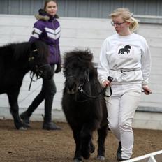 Shetlænder Sønderskovs Racing