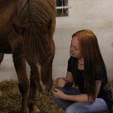 Hollandsk Sportspony Baloubet