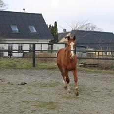 Dansk Varmblod Picasso
