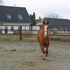 Dansk Varmblod Picasso