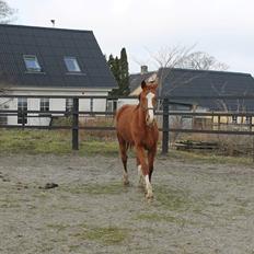 Dansk Varmblod Picasso