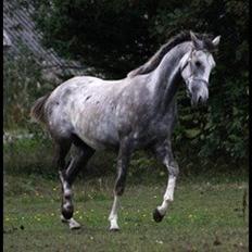 Anden særlig race Østermarkens Chassie