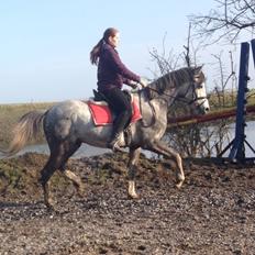 Anden særlig race Østermarkens Chassie
