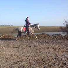 Anden særlig race Østermarkens Chassie
