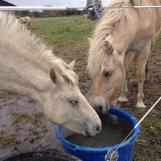 Fjordhest Bjørk Bindernæs (Følle) [Elevhest]