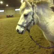 Fjordhest Bjørk Bindernæs (Følle) [Elevhest]