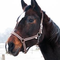 Dansk Varmblod Malou Rishøj