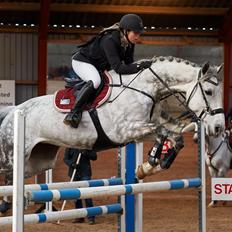 Dansk Varmblod Nicolina Lille Lunden