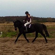 Dansk Varmblod Rughavens Linetta *Damphesten*