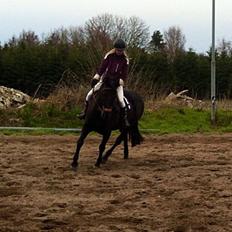 Dansk Varmblod Rughavens Linetta *Damphesten*