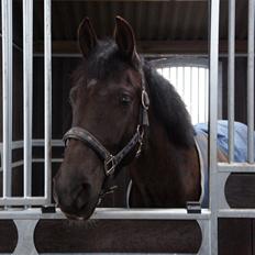 Anden særlig race Beat It