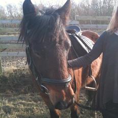 New Forest Vejlgårds LuriFax