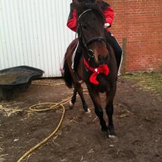 New Forest Vejlgårds LuriFax