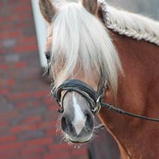 Haflinger Trøja [ Himmel hest ] <3 hvil i fred<3