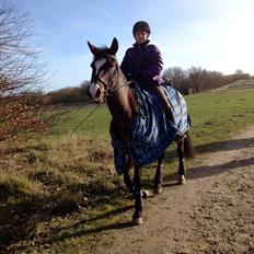 New Forest Cirkeline